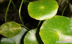 探寻荷叶的文化内涵与象征意义 荷叶的象征意义与寓意