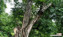 核桃树的神秘力量和传统意义 核桃树风水之祥瑞寓意