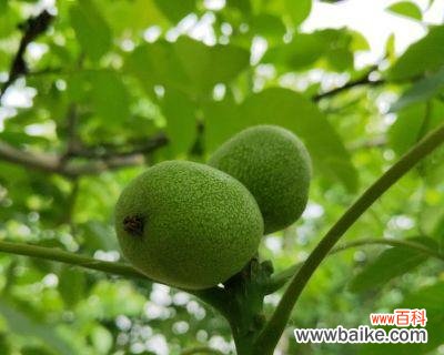 核桃树的神秘力量和传统意义 核桃树风水之祥瑞寓意