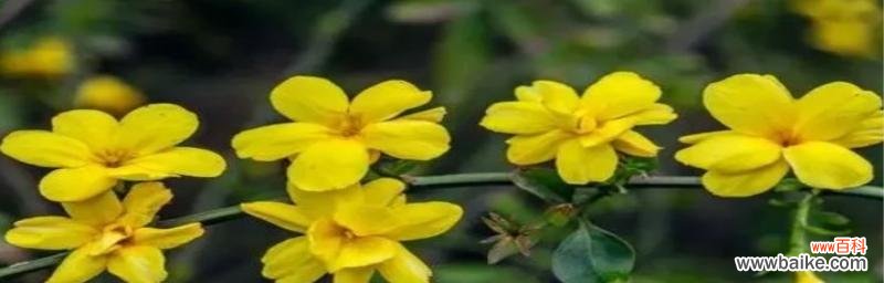 以仙人掌的花语表达顽强意志 顽强之花