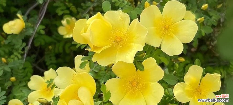 以仙人掌的花语表达顽强意志 顽强之花