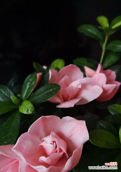 团圆之美 花语团圆美满——以牡丹花为主题的团圆主题文章