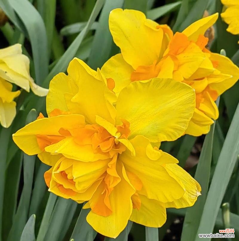 团圆之美 花语团圆美满——以牡丹花为主题的团圆主题文章