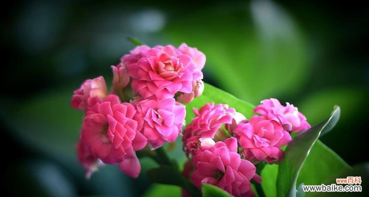 团圆之美 花语团圆美满——以牡丹花为主题的团圆主题文章