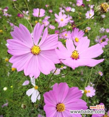 凝聚团结的力量 团结之花——蓝色风铃草