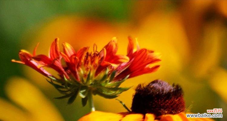 凝聚团结的力量 团结之花——蓝色风铃草