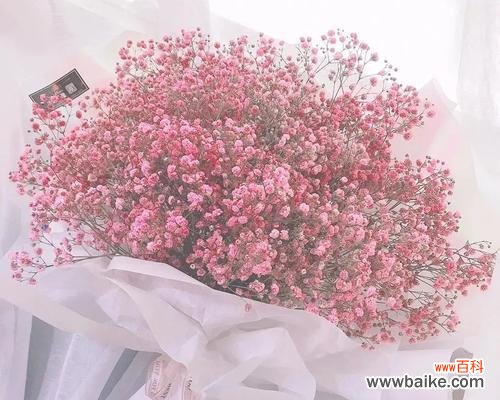 用花语表达晚安的美好祝福 以月季花的花语为主题的文章