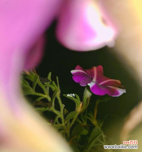 用花语表达晚安的美好祝福 以月季花的花语为主题的文章