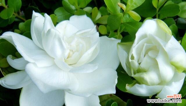 传递爱与希望的百合花 用百合花的花语挽留爱情