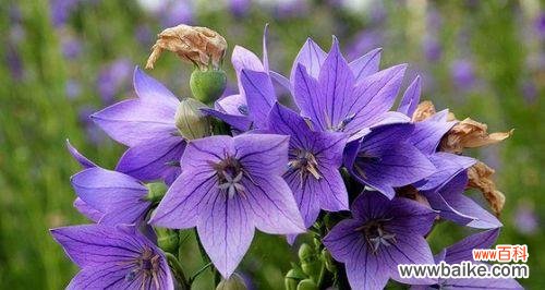 传递爱与希望的百合花 用百合花的花语挽留爱情