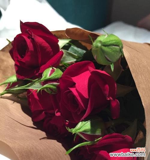 探寻玫瑰花的之美 以玫瑰花的花语为主题的文章