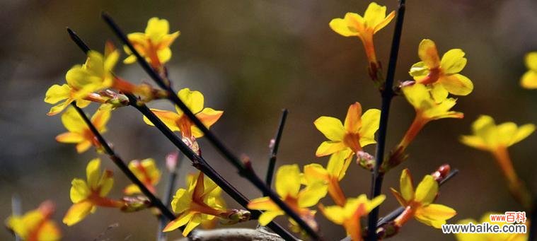 探寻玫瑰花的之美 以玫瑰花的花语为主题的文章