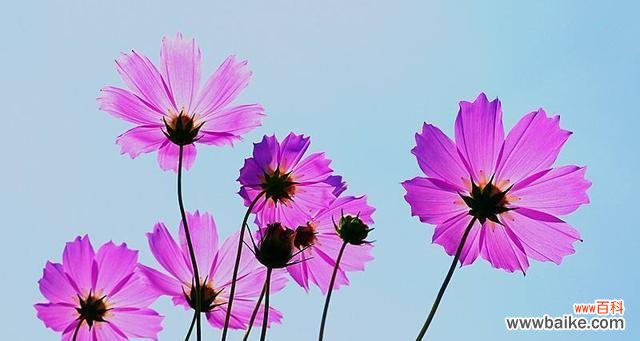 探寻玫瑰花的之美 以玫瑰花的花语为主题的文章