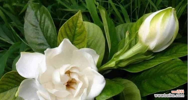 探寻牡丹花语的内涵与意义 温柔如花——以牡丹花语为主题的文章