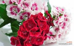 康乃馨花语传递浓浓的爱意 爱的花语——康乃馨