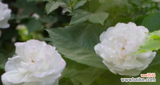 用花语表达歉意的真挚情感 某花的花语