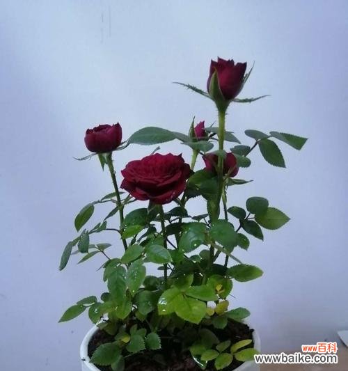 传递爱意的花语玫瑰 用玫瑰花的花语诉说我爱你