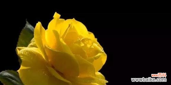 传递爱意的花语玫瑰 用玫瑰花的花语诉说我爱你