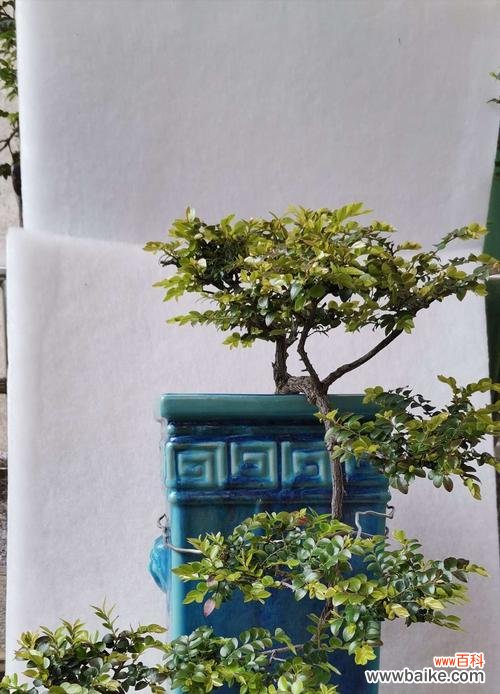 了解黑骨香的寓意与摆放位置 揭开以黑骨香的风水之谜