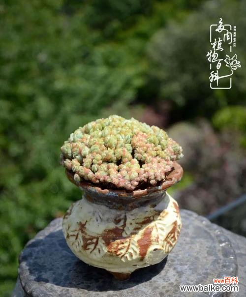 解读黑法师风水摆放与寓意 黑法师风水之谜