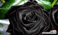 探寻黑色玫瑰的神秘之美 黑色玫瑰的花语与意义