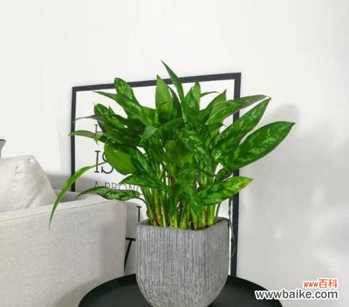 黑色玫瑰的美丽与意义 黑美人的花语与寓意——从黑色玫瑰探寻神秘与优雅