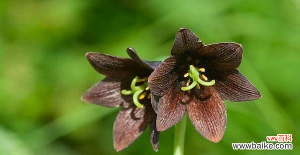 黑色玫瑰的美丽与意义 黑美人的花语与寓意——从黑色玫瑰探寻神秘与优雅