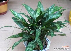 探寻黑美人绽放的美丽 黑美人盛开，花语与寓意