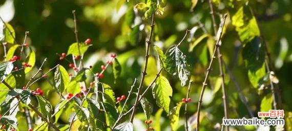 红豆 红豆的象征意义