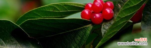 红豆 红豆的象征意义