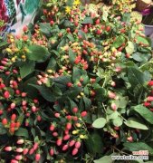 红豆开花的象征意义与文化内涵 红豆开花的寓意与花语