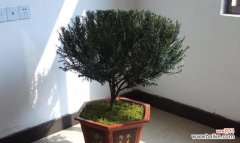 揭开红豆杉的风水秘密 红豆杉风水之道-吉祥如意