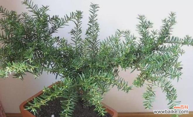 揭开红豆杉的风水秘密 红豆杉风水之道-吉祥如意