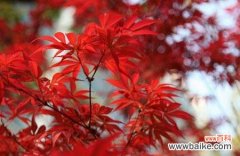 红枫花语与寓意 红枫花