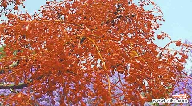 探寻红枫的神秘与浪漫 红枫的花语与意义