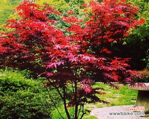 探寻红枫的神秘与浪漫 红枫的花语与意义