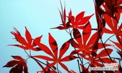 赤子情怀永恒的化身——红枫叶 红枫叶的象征意义与寓意