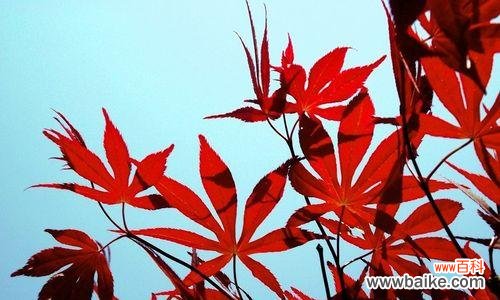 赤子情怀永恒的化身——红枫叶 红枫叶的象征意义与寓意