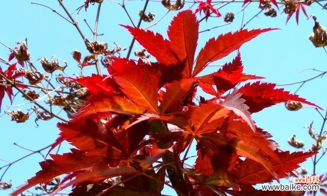 赤子情怀永恒的化身——红枫叶 红枫叶的象征意义与寓意