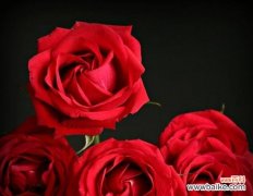 探寻红玫瑰背后的浪漫与热情 红玫瑰花的意义与象征