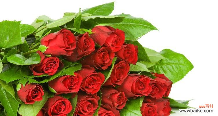 探寻红玫瑰背后的浪漫与热情 红玫瑰花的意义与象征