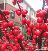 红果花的象征意义和传递情感的力量 红果的花语与寓意——爱、繁荣与喜悦