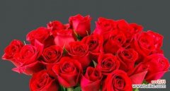 深情厚意 红玫瑰的花语