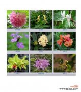 桂花的花语和文化意义及其医学价值 桂花花语