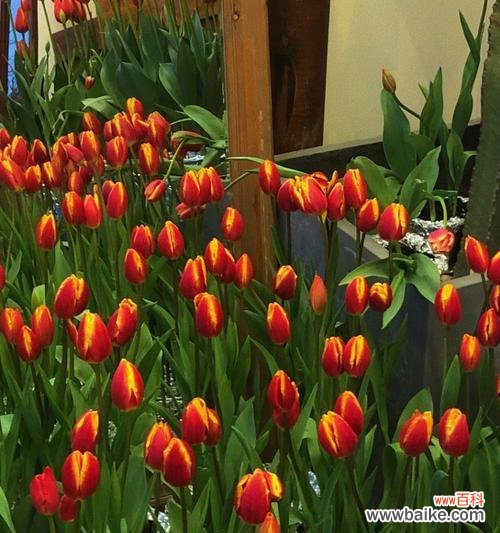 花开花落 相逢之花