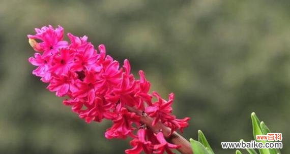 白玫瑰花语的深层含义与传达方式 无私的爱——以白玫瑰为主题的花语