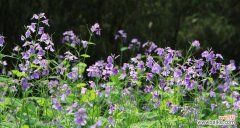 探寻百合花的无私之美 无私之花