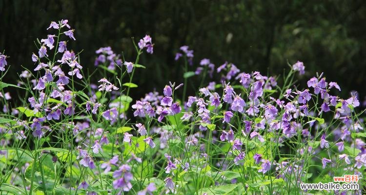 探寻百合花的无私之美 无私之花