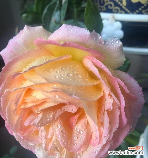 揭示玫瑰花不为人知的无情一面 无情的玫瑰花语