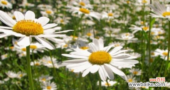 深情款款的凝望 无法言说的爱——以什么花的花语为主题的文章